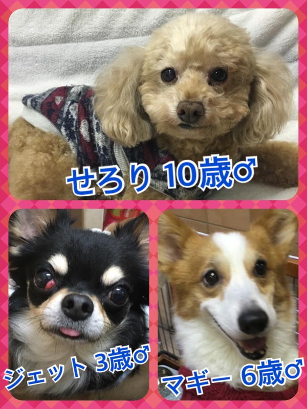 今日の里親募集中の子たち💕